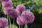 Zierlauch 'Early Emperor' - Allium jesdianum 'Early Emperor'