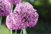 Zierlauch 'Early Emperor' - Allium jesdianum 'Early Emperor'