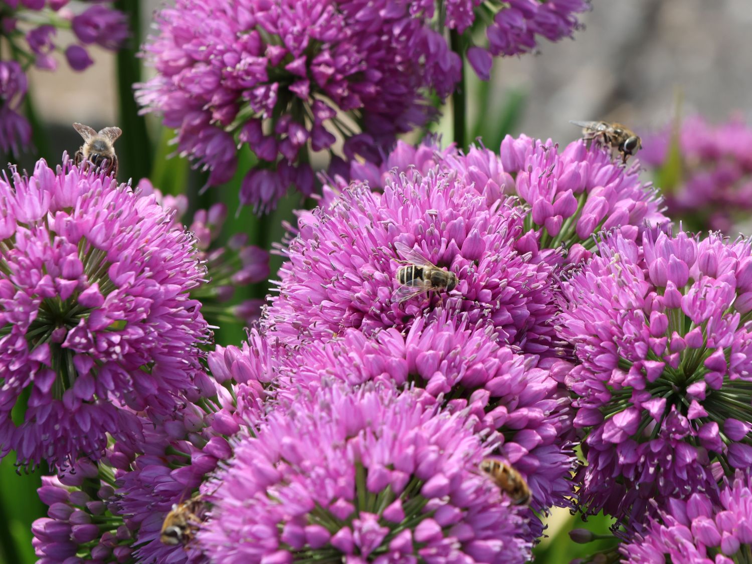 Zierlauch 'Millenium' - Allium x 'Millenium'