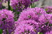 Zierlauch 'Millenium' - Allium x 'Millenium'
