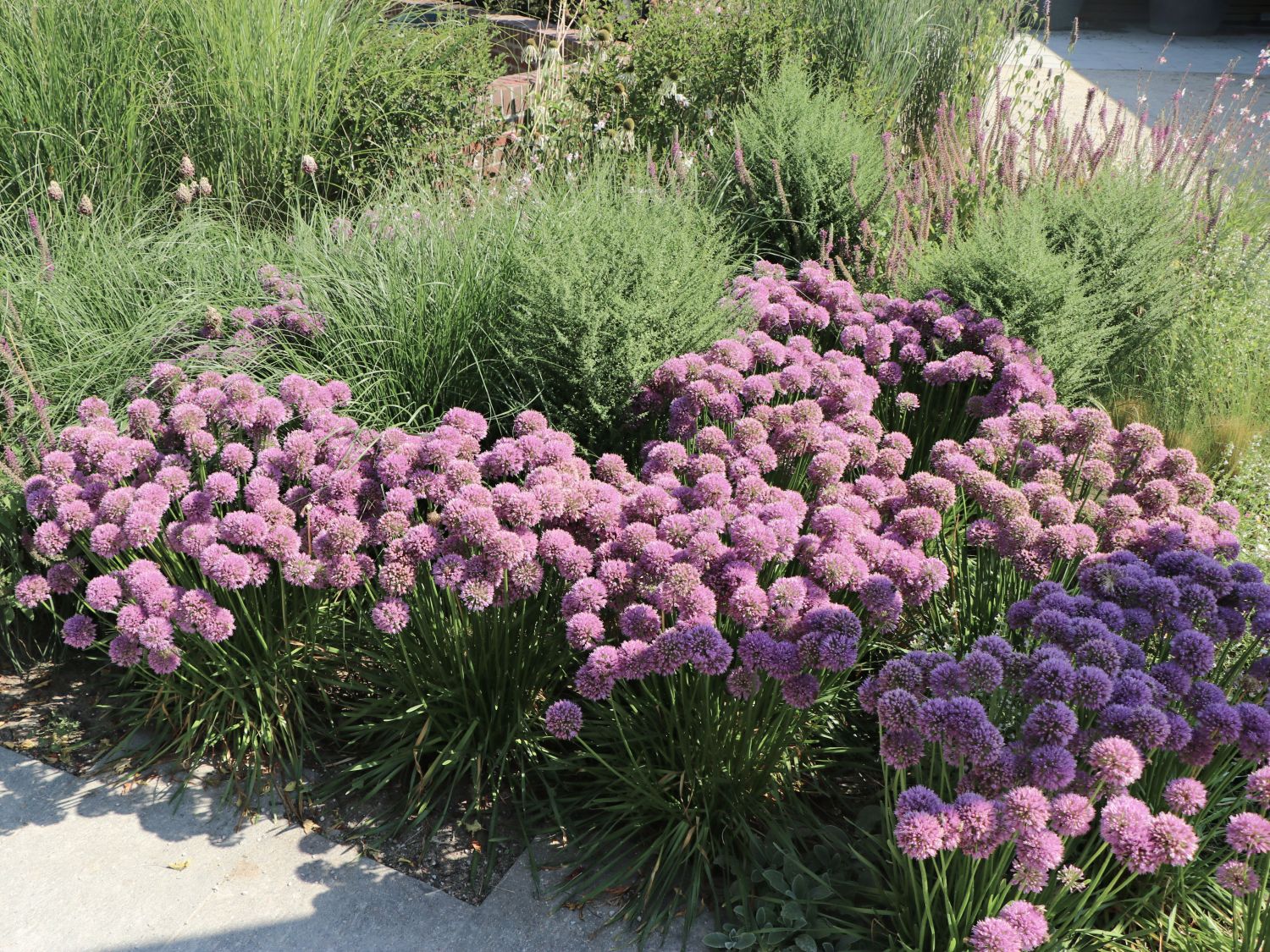 Zierlauch 'Millenium' - Allium x 'Millenium'