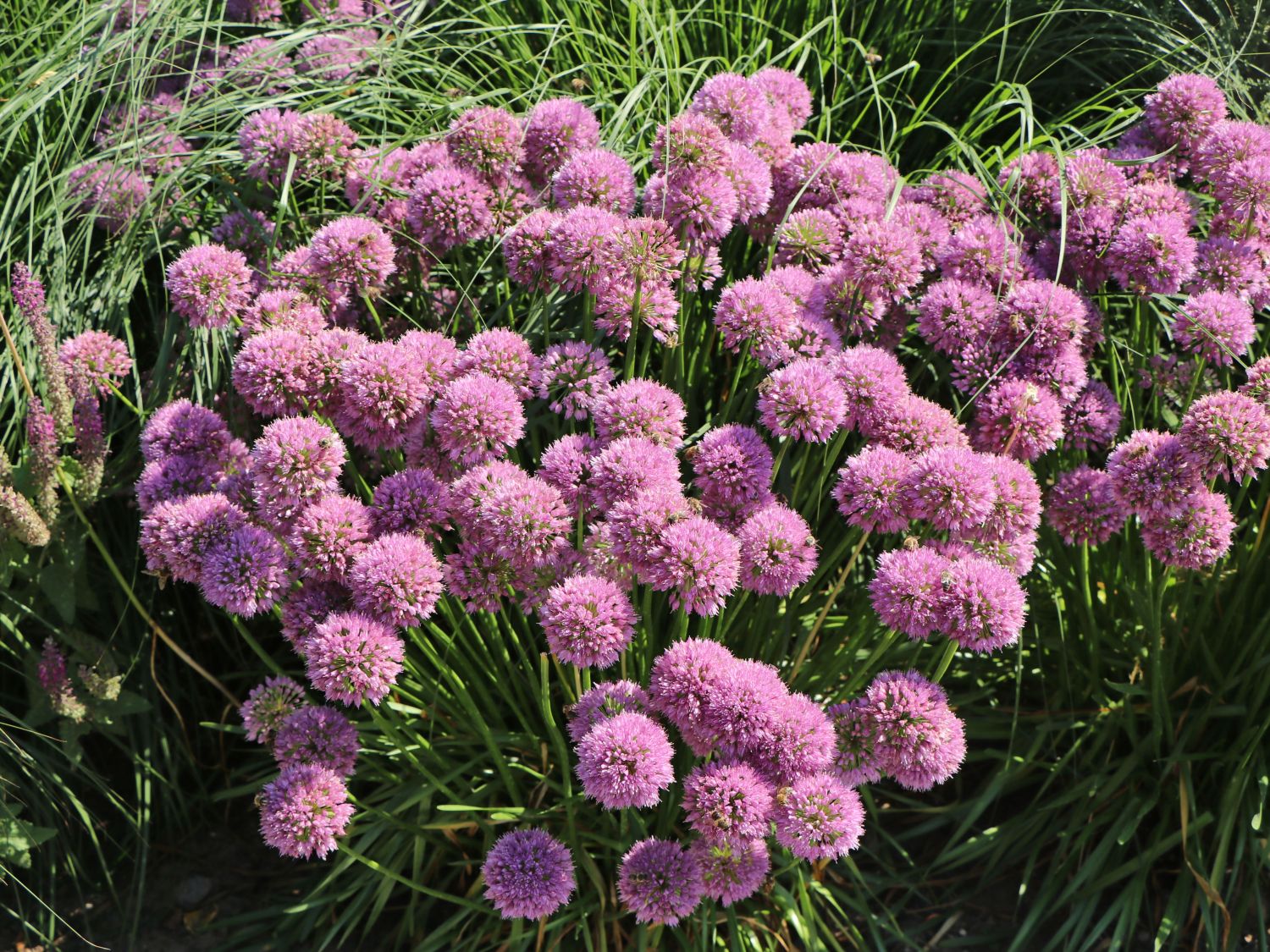Zierlauch 'Millenium' - Allium x 'Millenium'