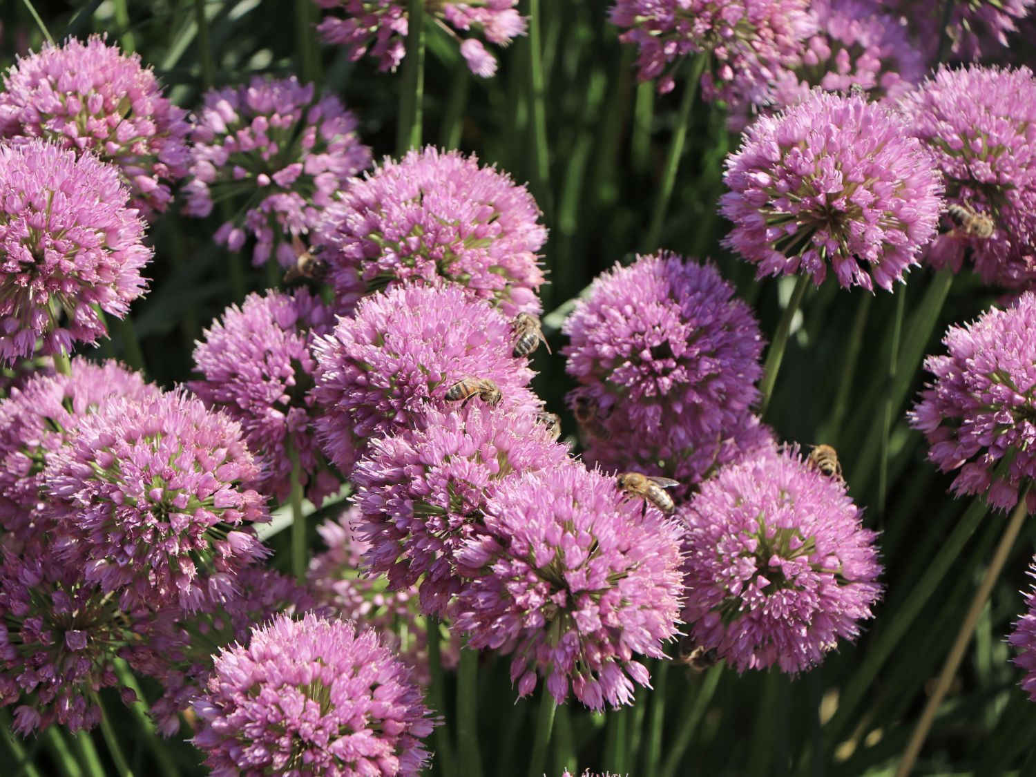 Zierlauch 'Millenium' - Allium x 'Millenium'