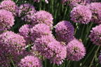 Zierlauch 'Millenium' - Allium x 'Millenium'