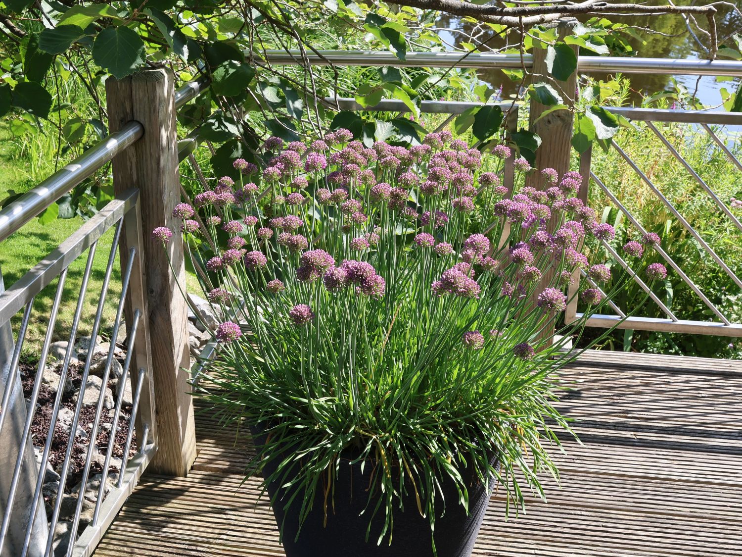 Zierlauch 'Millenium' - Allium x 'Millenium'