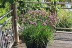 Zierlauch 'Millenium' - Allium x 'Millenium'