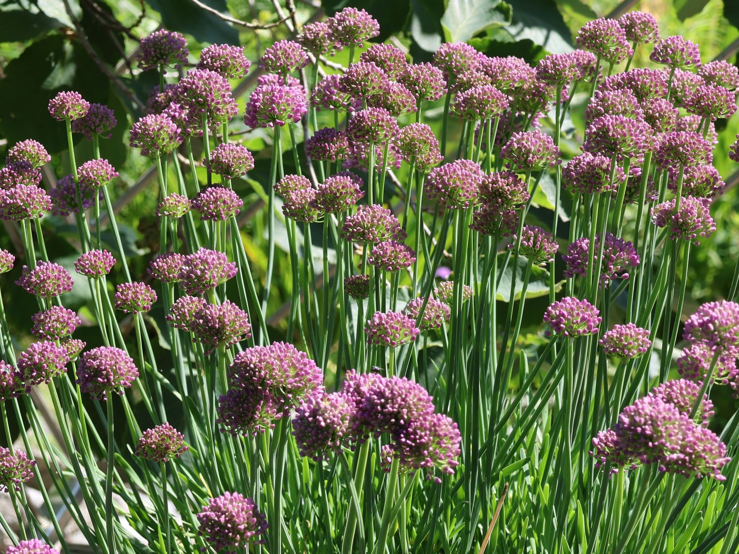 Zierlauch 'Millenium' - Allium x 'Millenium'