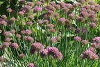 Zierlauch 'Millenium' - Allium x 'Millenium'