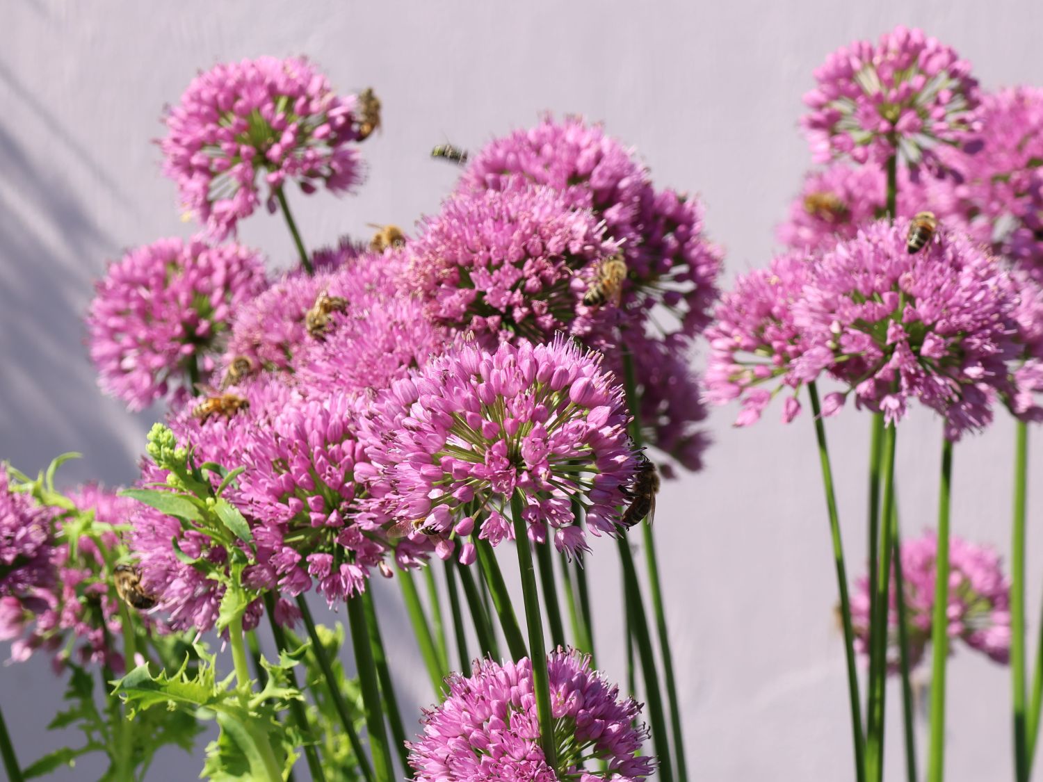 Zierlauch 'Millenium' - Allium x 'Millenium'