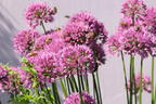 Zierlauch 'Millenium' - Allium x 'Millenium'
