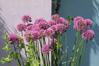 Zierlauch 'Millenium' - Allium x 'Millenium'