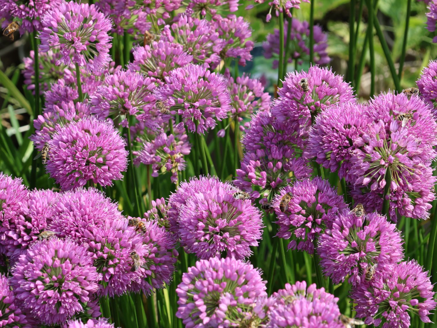 Zierlauch 'Millenium' - Allium x 'Millenium'