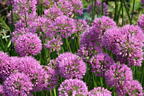 Zierlauch 'Millenium' - Allium x 'Millenium'