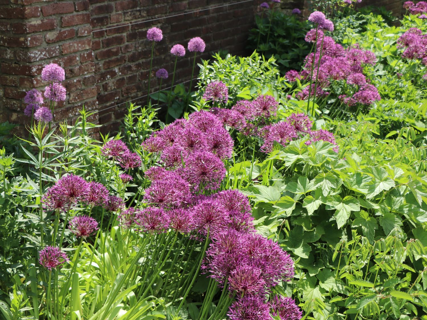 Zierlauch 'Purple Rain' - Allium 'Purple Rain'