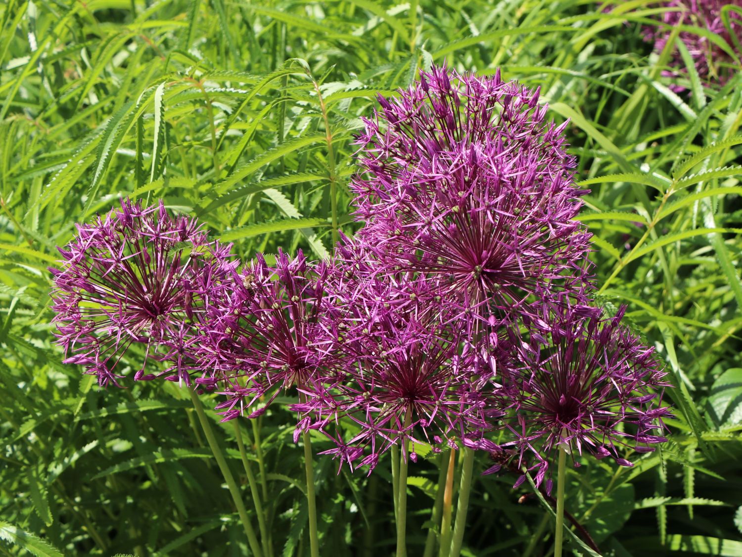 Zierlauch 'Purple Rain' - Allium 'Purple Rain'