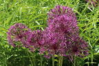 Zierlauch 'Purple Rain' - Allium 'Purple Rain'