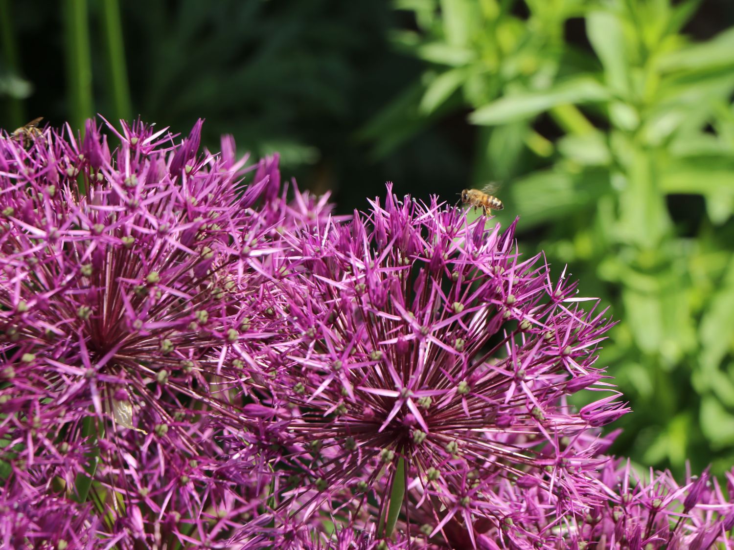 Zierlauch 'Purple Rain' - Allium 'Purple Rain'