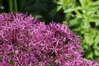Zierlauch 'Purple Rain' - Allium 'Purple Rain'