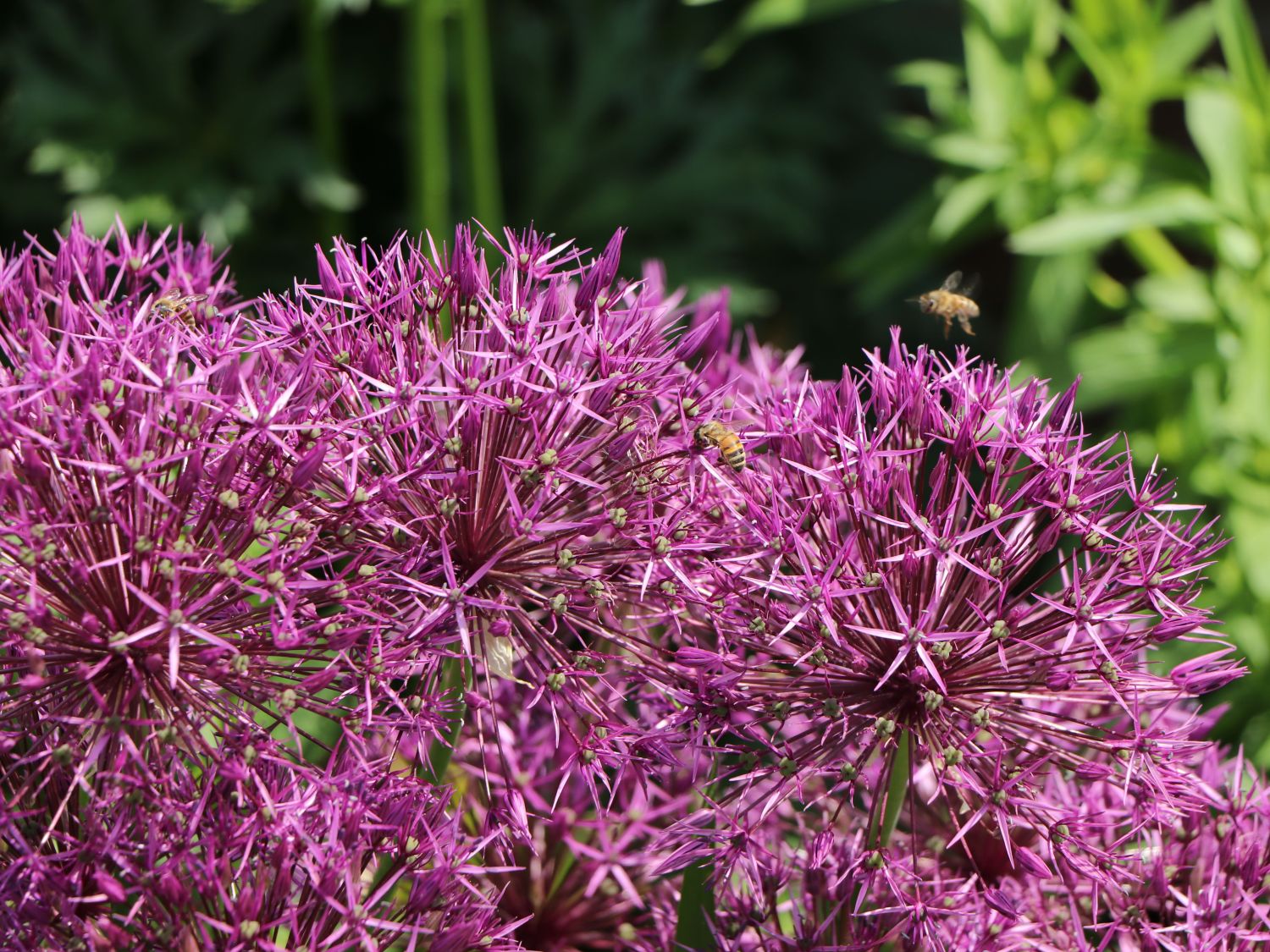 Zierlauch 'Purple Rain' - Allium 'Purple Rain'