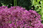 Zierlauch 'Purple Rain' - Allium 'Purple Rain'