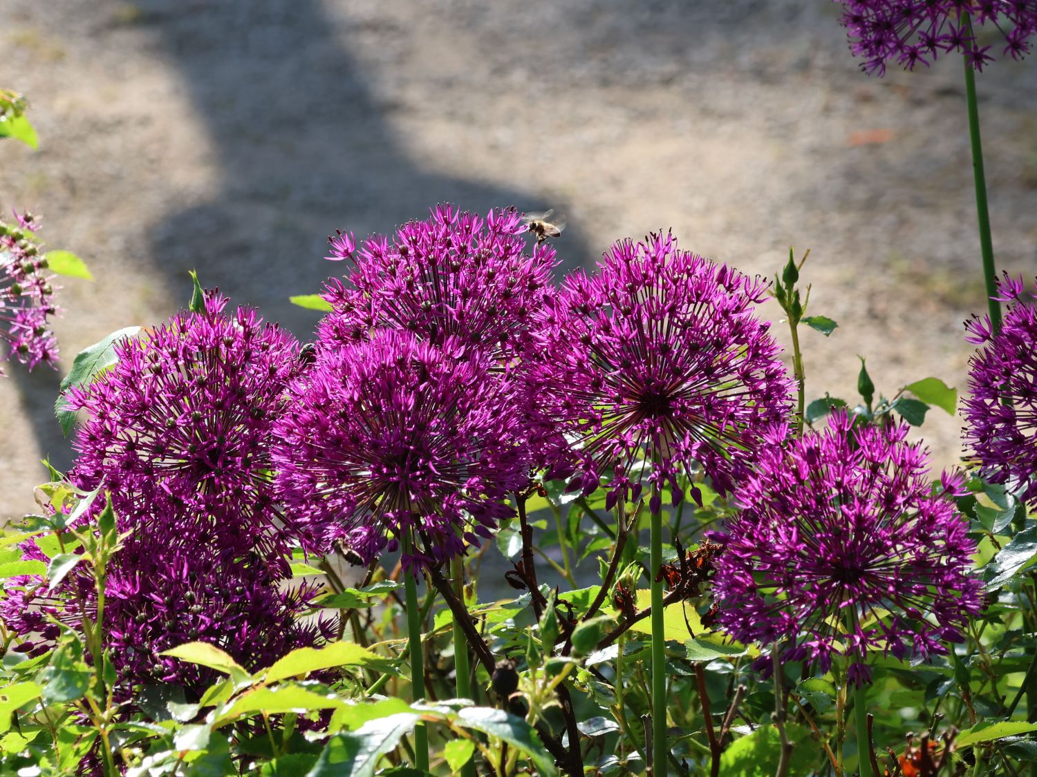 Zierlauch 'Purple Rain' - Allium 'Purple Rain'
