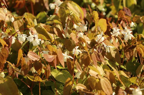 Zierliche Elfenblume 'Niveum' - Epimedium x youngianum 'Niveum'