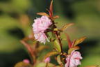 Ziermandel 'Rosea Plena' - Prunus glandulosa 'Rosea Plena'