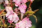Ziermandel 'Rosea Plena' - Prunus glandulosa 'Rosea Plena'