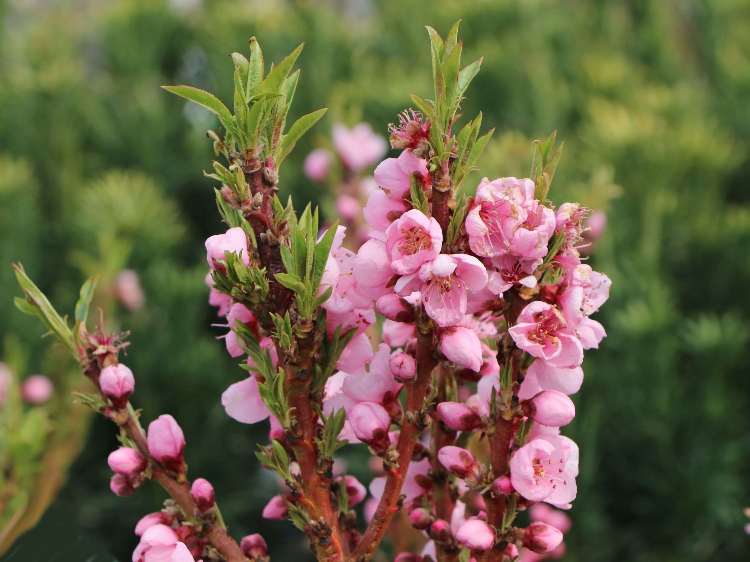 ZwergPfirsich 'Bonanza' Prunus persica 'Bonanza' Baumschule Horstmann