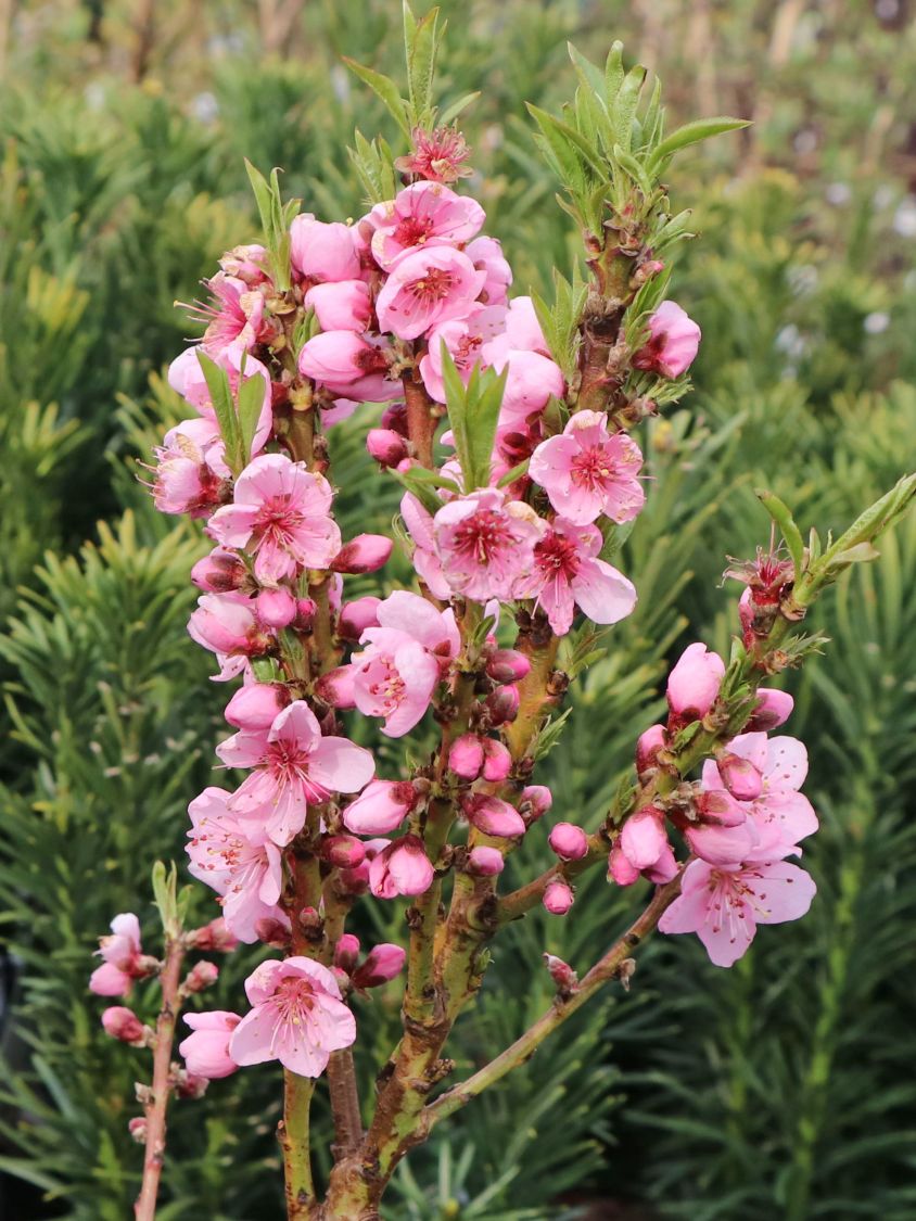 Zwerg-Pfirsich 'Bonanza' - Prunus persica 'Bonanza'