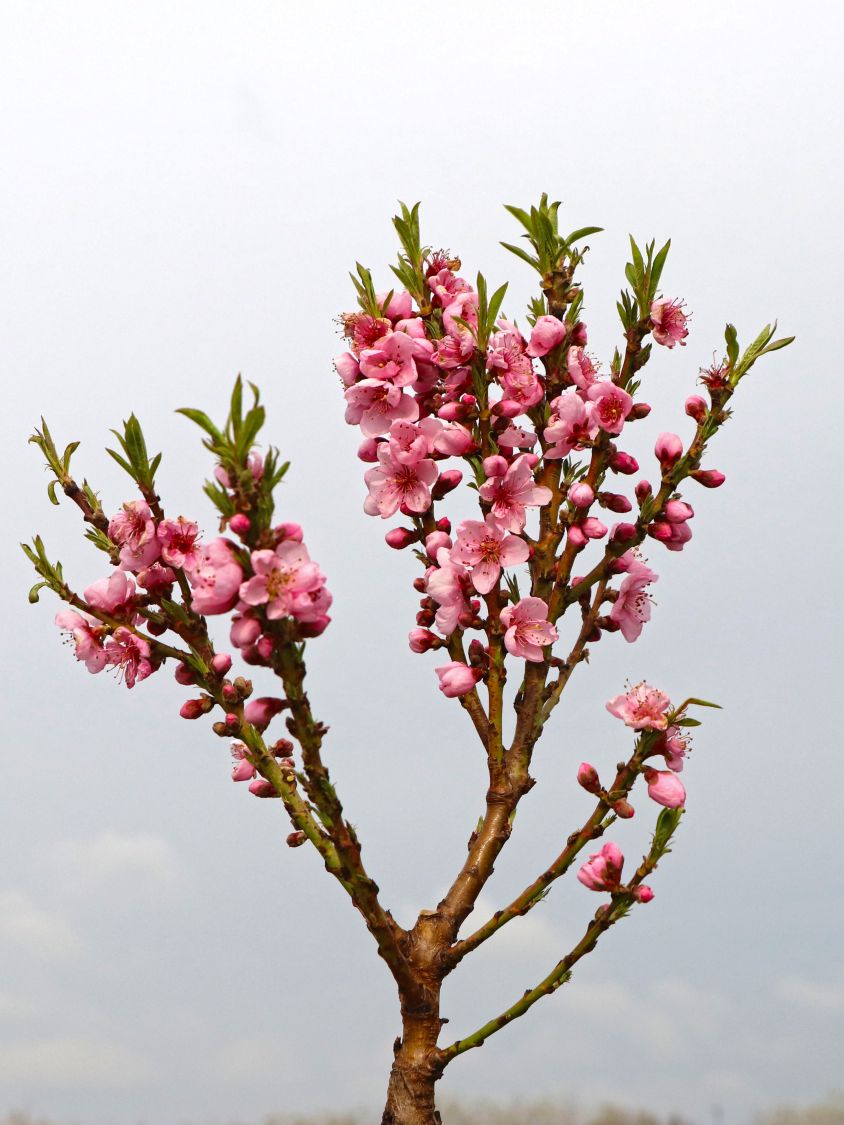 Zwerg-Pfirsich 'Bonanza' - Prunus persica 'Bonanza'