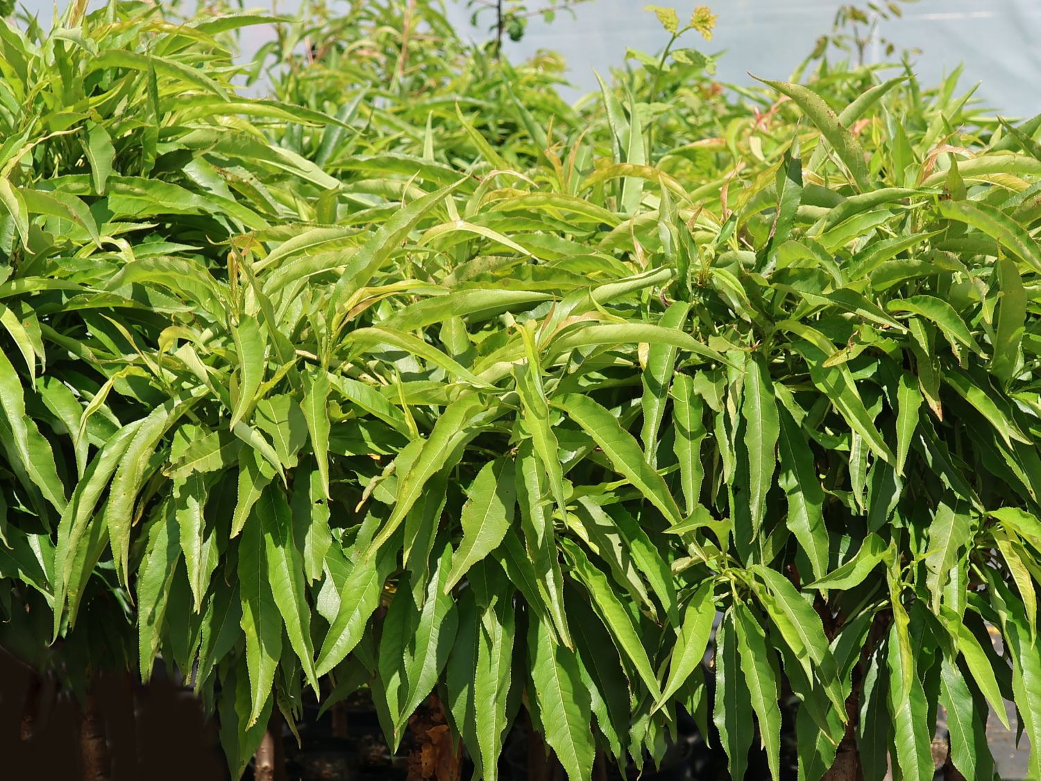 Zwerg-Pfirsich 'Bonanza' - Prunus persica 'Bonanza'