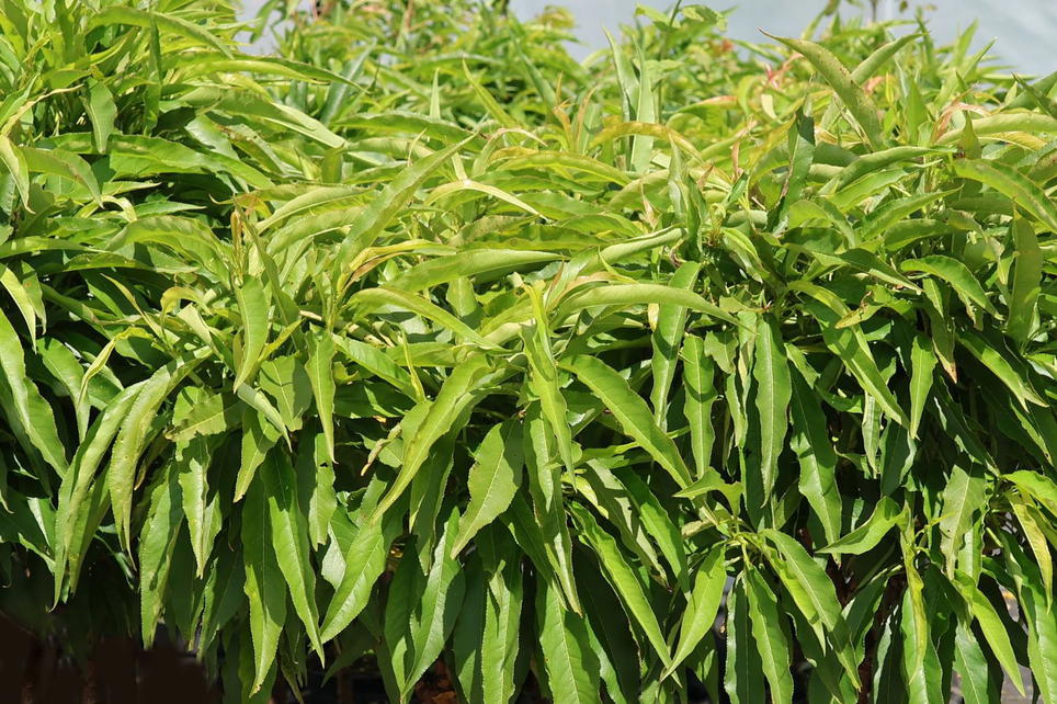 Plant In A Box - Prunus Persica 'saturne' Dwergperzik X1 - Hoogte 60-70cm Plant In A Box - Prunus Persica 'saturne' Dwergperzik X1 - Hoogte 60-70cm