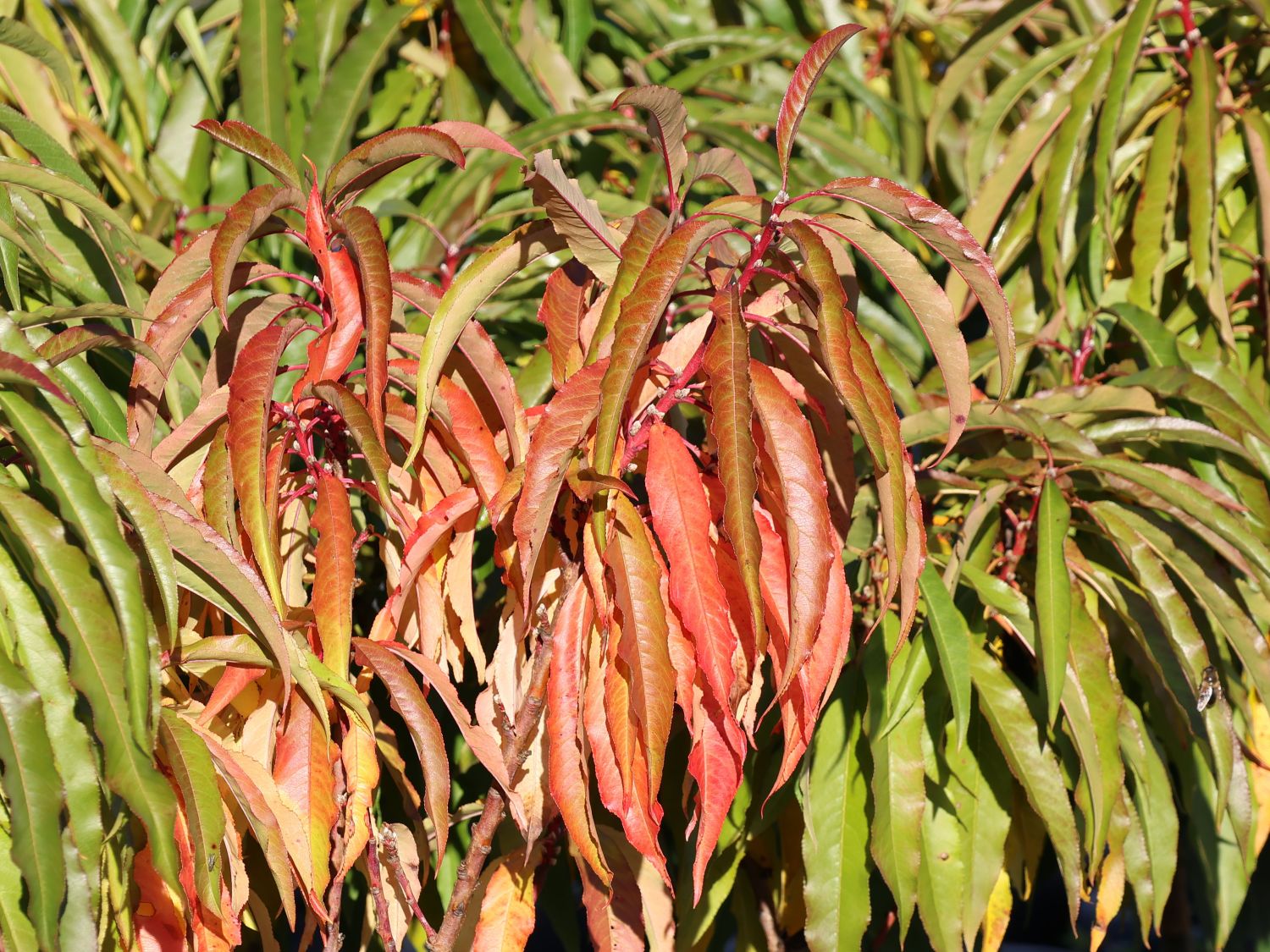 Zwerg-Pfirsich 'Bonanza' - Prunus persica 'Bonanza'