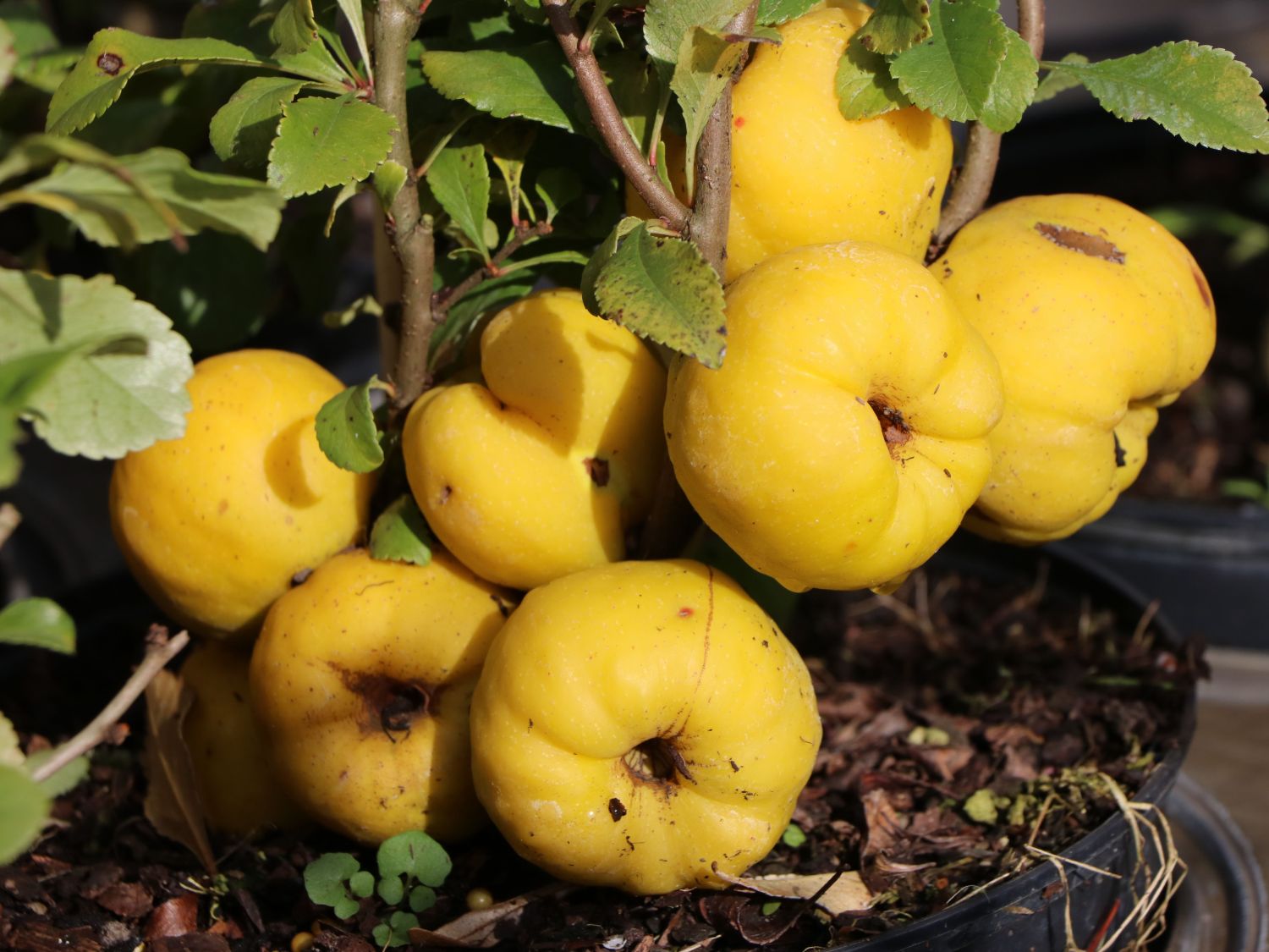 Zierquitte 'Cido' - Chaenomeles 'Cido'