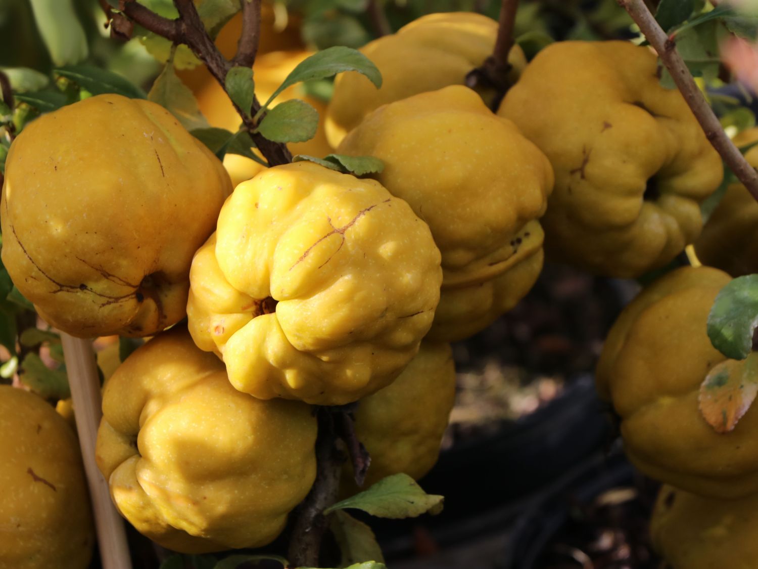 Zierquitte 'Cido' - Chaenomeles 'Cido'