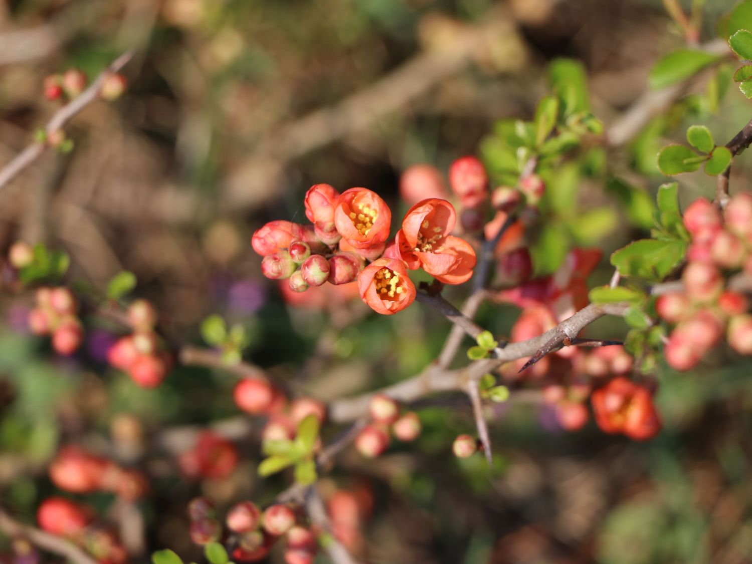 Zierquitte 'Cido' - Chaenomeles 'Cido'