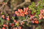 Zierquitte 'Cido' - Chaenomeles 'Cido'