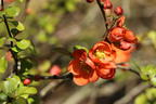 Zierquitte 'Cido' - Chaenomeles 'Cido'