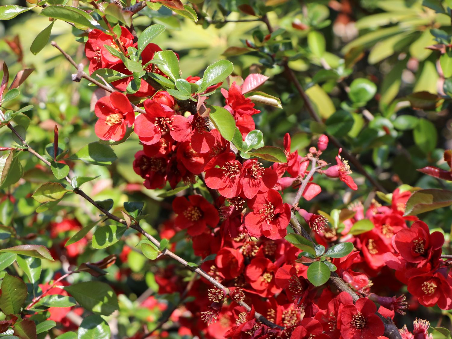 Zierquitte 'Elly Mossel' - Chaenomeles 'Elly Mossel'
