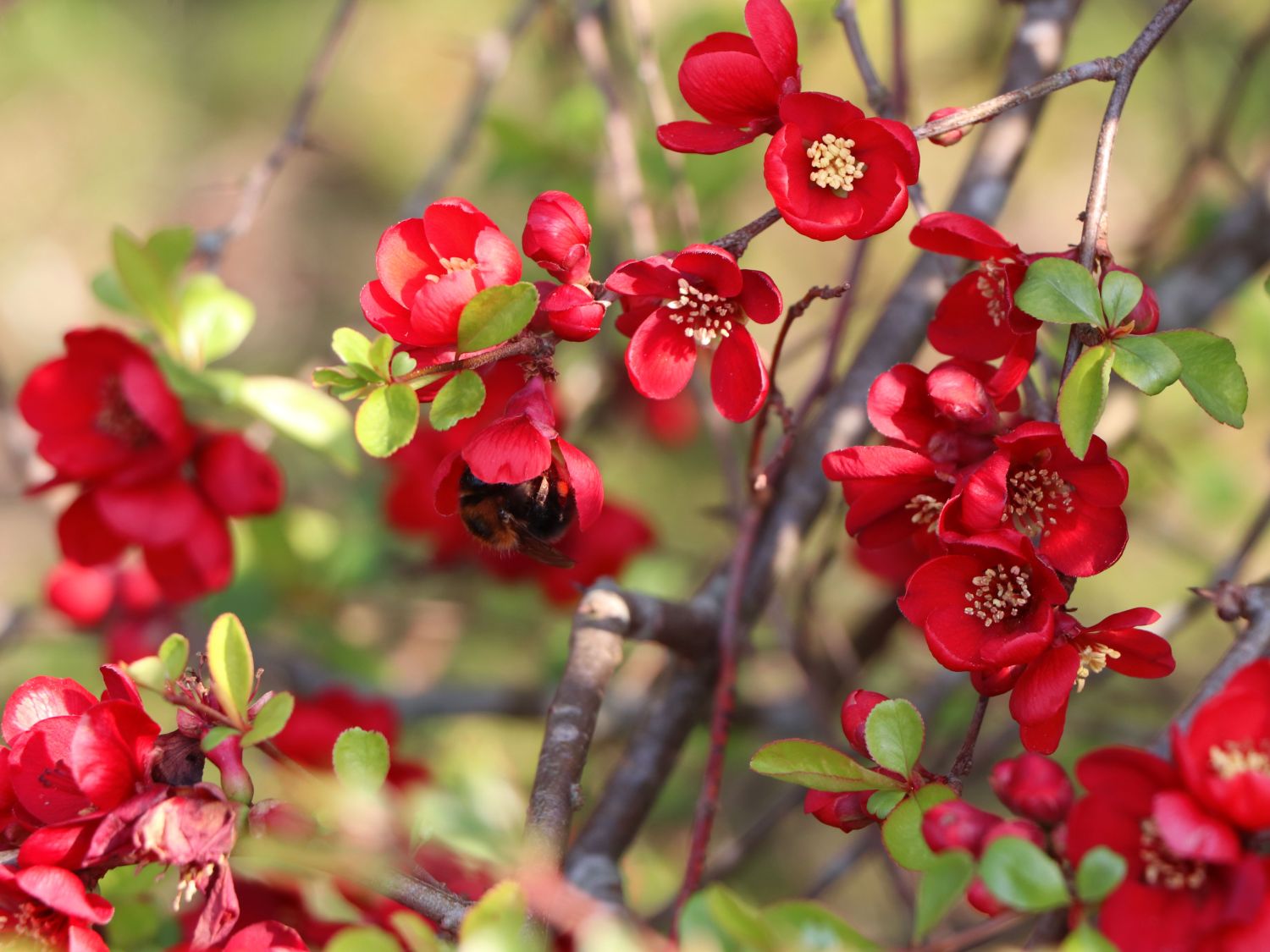 Zierquitte 'Fire Dance' ®