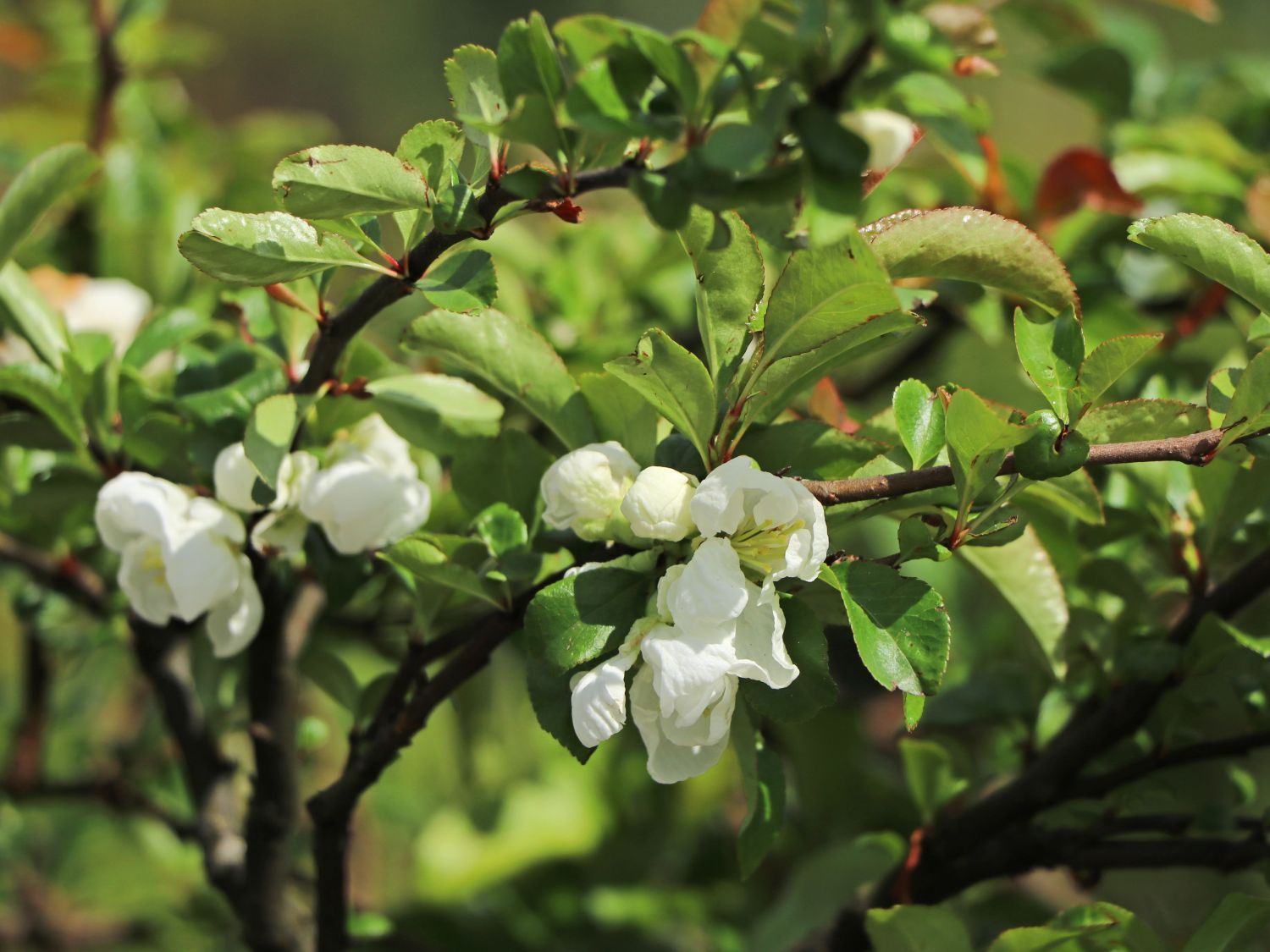 Zierquitte 'Jet Trail'