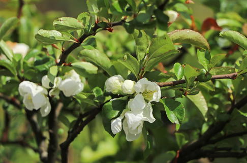 Zierquitte 'Jet Trail' - Chaenomeles 'Jet Trail'
