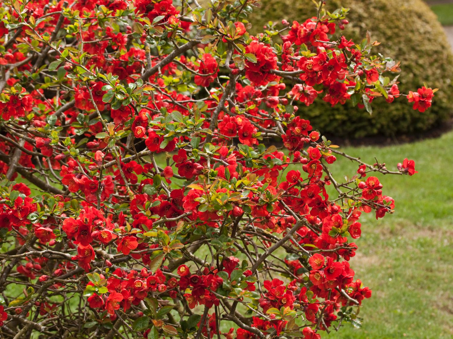 Zierquitte 'Nicoline' - Chaenomeles 'Nicoline'