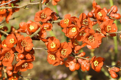Zierquitte 'Orange Trail' - Chaenomeles 'Orange Trail'