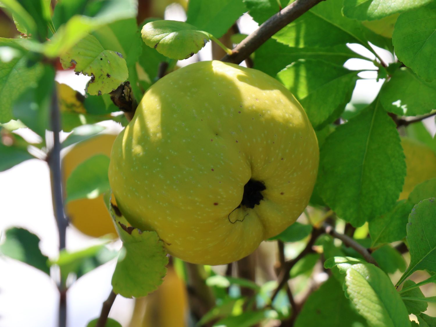 Zierquitte 'Orange Trail' - Chaenomeles 'Orange Trail'