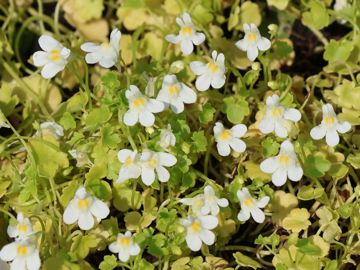 Zimbelkraut 'Albiflora'