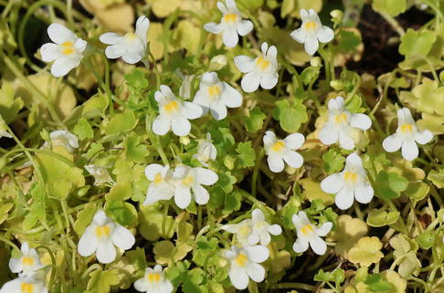 Zimbelkraut 'Albiflora' - Cymbalaria pallida 'Albiflora'