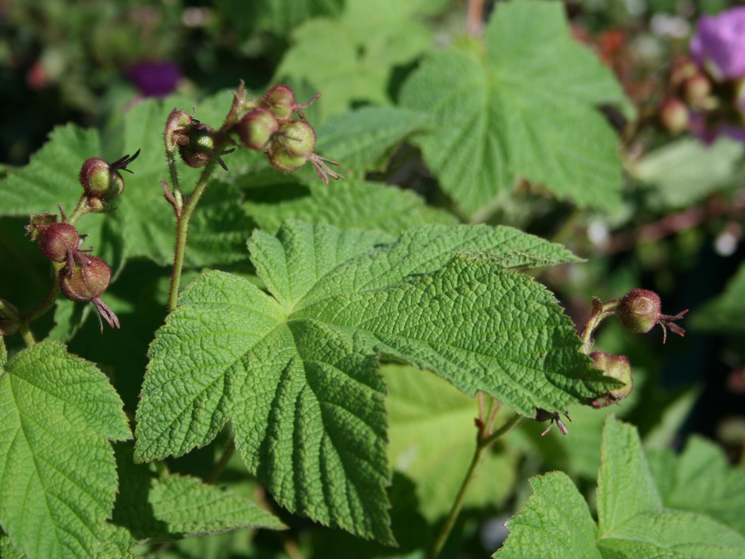 ZimtHimbeere Rubus odoratus Baumschule Horstmann