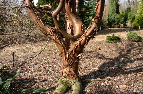 Zimtahorn - Acer griseum